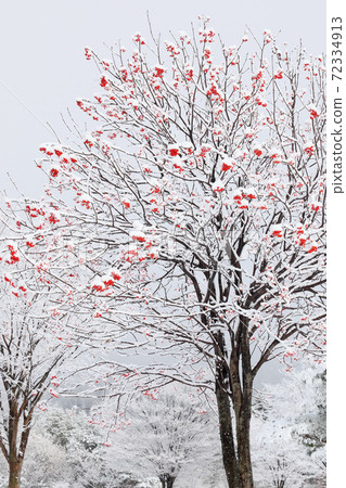 Trees in early winter, snow makeup, early winter, first snow, fresh snow, red fruit, rowan Trees in early winter, snow makeup, early winter, first snow, fresh snow, red fruit, rowan 72334913
