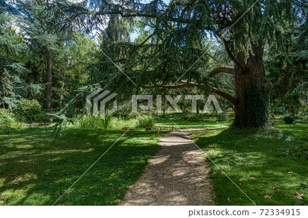 Large tree in swamp part of Albert Kahn Park - Boulogne-Billancourt - France 72334915