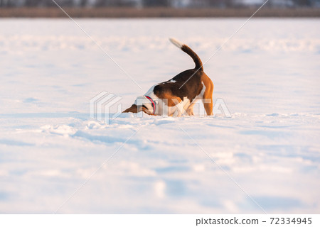 Beagle dog sniffing trail in snow. Beagle dog sniffing trail in snow. 72334945