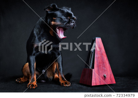 A black and tan dog of the Pit Brabancon breed sits next to the metronome 72334979
