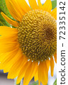 向日葵 72335142