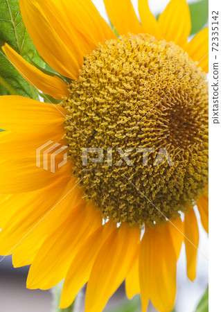 sunflower	 72335142