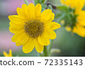 向日葵 72335143