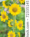 向日葵 72335145