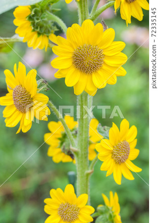 sunflower	 72335145