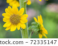 向日葵 72335147