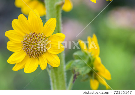 向日葵 72335147