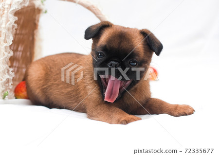 Fawn puppy of the breed Pt. Brabancon lies and yawns Fawn puppy of the breed Pt. Brabancon lies and yawns 72335677