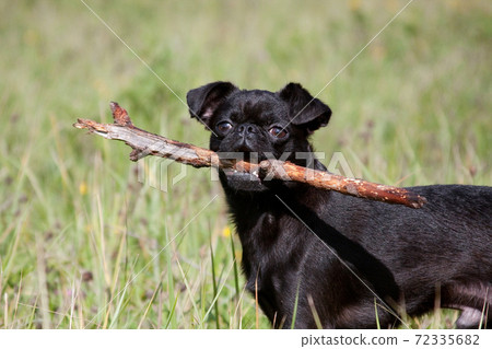 A black dog of the Piti Brabancon breed holds a stick in his teeth A black dog of the Piti Brabancon breed holds a stick in his teeth 72335682