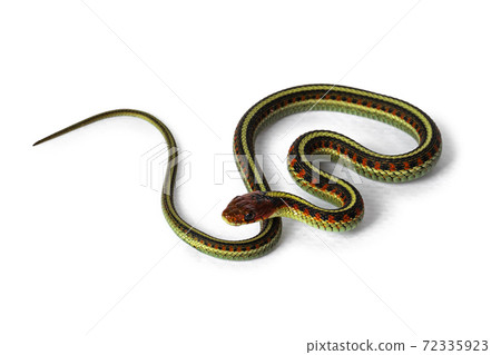 Common gartersnake on white background 72335923