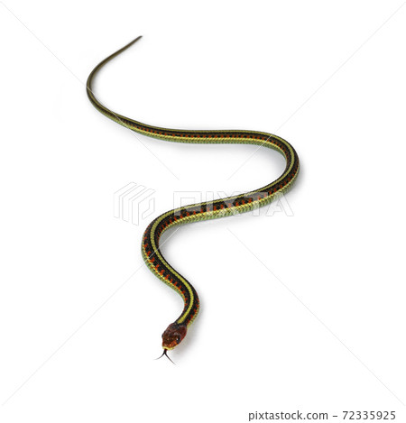 Common gartersnake on white background 72335925
