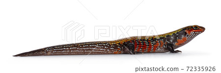 Adult Fire skink on white background. 72335926