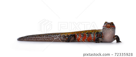 Adult Fire skink on white background. 72335928