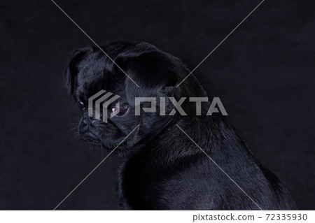 Portrait of a black dog of the Piti Brabancon breed on a black background 72335930