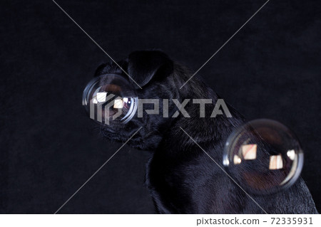 A black dog of the Piti Brabancon breed on a black background looks through a soap bubble 72335931