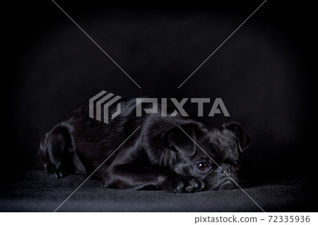 The black dog of breed pit Brabancon lies on a black background The black dog of breed pit Brabancon lies on a black background 72335936
