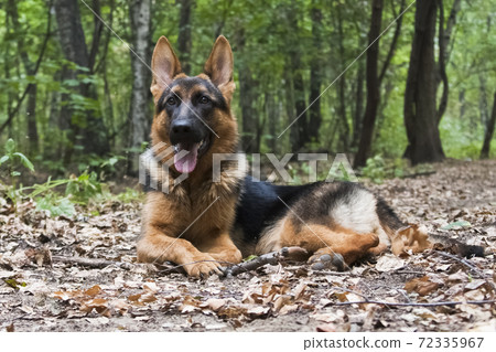 Dog breed German shepherd lying in the forest Dog breed German shepherd lying in the forest 72335967