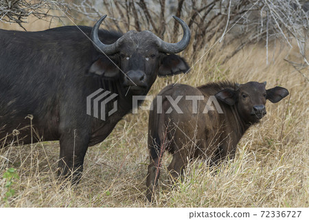 Bovidae.Kruger National Park,South Africa 72336727