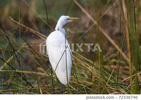 Great Egret, South Africa 72336740