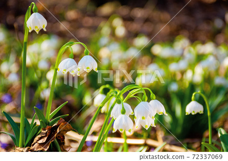 tender summer snowflake flower close up. beautiful nature background in springtime on a sunny weather tender summer snowflake flower close up. beautiful nature background in springtime on a sunny weather 72337069