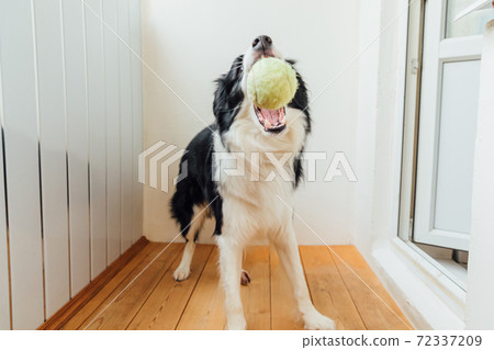 Funny portrait of cute smiling puppy dog border collie holding toy ball in mouth. New lovely member of family little dog at home playing with owner. Pet activity and games at home concept. Funny portrait of cute smiling puppy dog border collie holding toy ball in mouth. New lovely member of family little dog at home playing with owner. Pet activity and games at home concept. 72337209