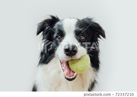 Funny portrait of cute puppy dog border collie holding toy ball in mouth isolated on white background. Purebred pet dog with tennis ball wants to playing with owner. Pet activity and animals concept. Funny portrait of cute puppy dog border collie holding toy ball in mouth isolated on white background. Purebred pet dog with tennis ball wants to playing with owner. Pet activity and animals concept. 72337210