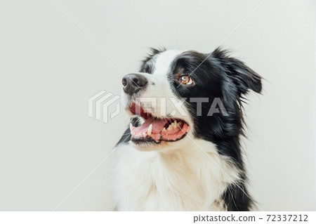 Funny studio portrait of cute smiling puppy dog border collie isolated on white background. New lovely member of family little dog gazing and waiting for reward. Pet care and animals concept. 72337212