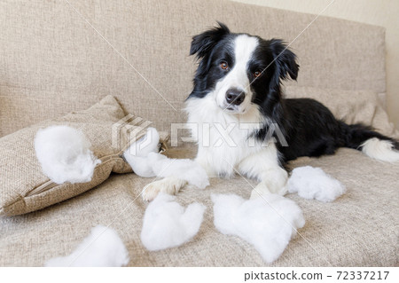 a border collie who bites