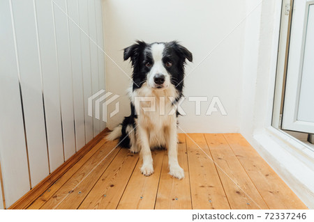 Funny portrait of cute puppy dog border collie at home. New lovely member of family little dog looking happy and exited, playing indoors. Pet care and animals concept. 72337246