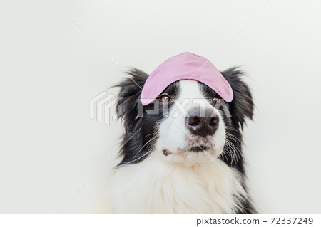 Do not disturb me, let me sleep. Funny cute smiling puppy dog border collie with sleeping eye mask isolated on white background. Rest, good night, siesta, insomnia, relaxation, tired, travel concept. 72337249