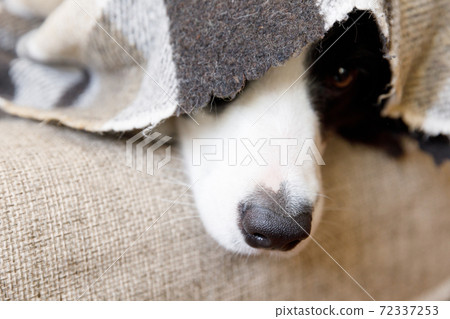 Funny portrait puppy dog border collie lying on couch under plaid indoors. Dog nose sticks out from under plaid close up. Pet keeps warm under blanket in cold winter weather. Pet care animal life. Funny portrait puppy dog border collie lying on couch under plaid indoors. Dog nose sticks out from under plaid close up. Pet keeps warm under blanket in cold winter weather. Pet care animal life. 72337253
