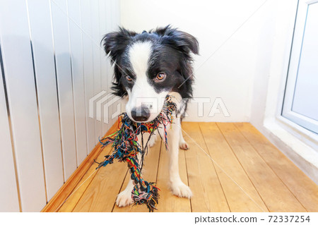 Funny portrait of cute smiling puppy dog border collie holding colourful rope toy in mouth. New lovely member of family little dog at home playing with owner. Pet care and animals concept. Funny portrait of cute smiling puppy dog border collie holding colourful rope toy in mouth. New lovely member of family little dog at home playing with owner. Pet care and animals concept. 72337254