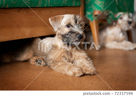 two Irish Soft Coated Wheaten Terrier puppies are sitting on the floor under the sofa two Irish Soft Coated Wheaten Terrier puppies are sitting on the floor under the sofa 72337599