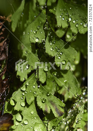 Fern leaves with small drops of water 72337824