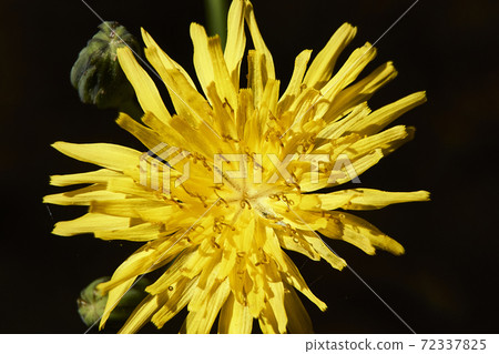 Parts of a yellow flower, pistil, antenna, petals Parts of a yellow flower, pistil, antenna, petals 72337825