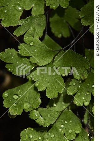 Fern leaves with small drops of water Fern leaves with small drops of water 72337826