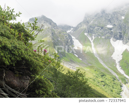 Green summer alpine mountain valley with wet green vegatation and pink flowers in foreground. Stubai Tirol, Austrian Alps 72337941