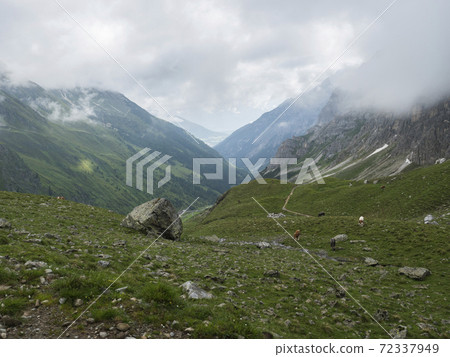 view on Stubaital Valley and alpine meadow with grazing cows at Stubai hiking trail, Stubai Hohenweg, Alpine landscape of Tirol Alps, Austria. Summer blue sky, white clouds 72337949