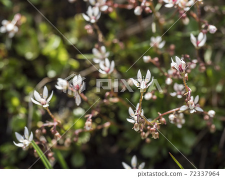 Blossom flowers and bud of Saxifraga umbrosa or urbium close up with green leaves , selective focus, bokeh background 72337964