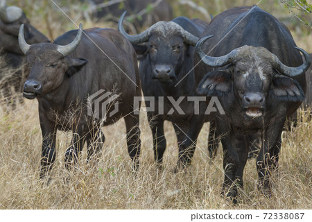Bovidae.Kruger National Park South Africa 72338087