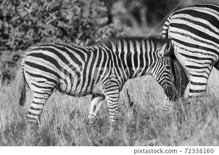 Common Zebra, South, Africa 72338160