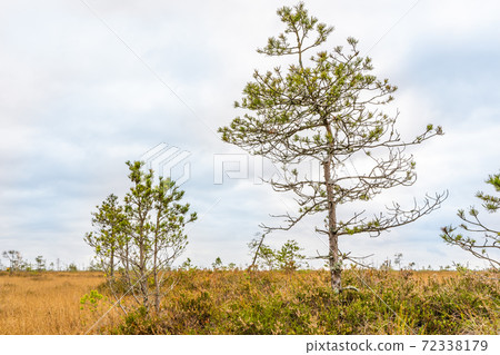 Swamp landscape with pine trees, stock photo Swamp landscape with pine trees, stock photo 72338179