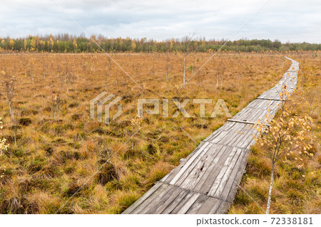 Wooden Flooring in Wild Swamp. Landscape Stock Photo 72338181