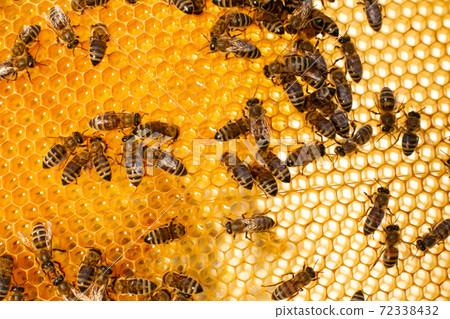 close up honeycomb in wooden beehive with bees on it. Apiculture concept 72338432