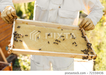 closeup hands of beekeeper hold wooden frame with honeycomb. Collect honey. Beekeeping concept closeup hands of beekeeper hold wooden frame with honeycomb. Collect honey. Beekeeping concept 72338436