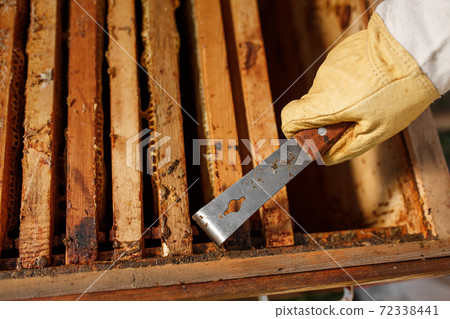 Beekeeper pulls out wooden frame with honeycomb from beehive using beekeeper tool. Collect honey. Beekeeping concept 72338441