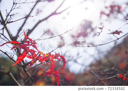 [Dead leaves] Withering autumn leaves 72338582