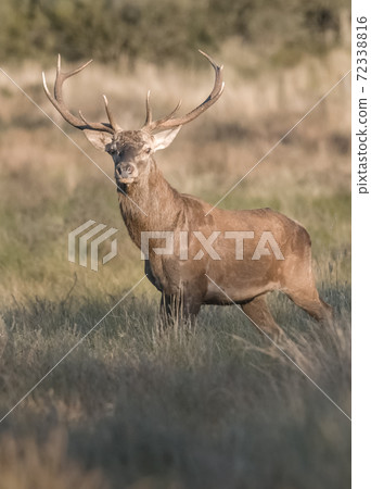 Red deer male, during rut, La Pampa, Argentina, Parque Luro Nature Reserve Red deer male, during rut, La Pampa, Argentina, Parque Luro Nature Reserve 72338816