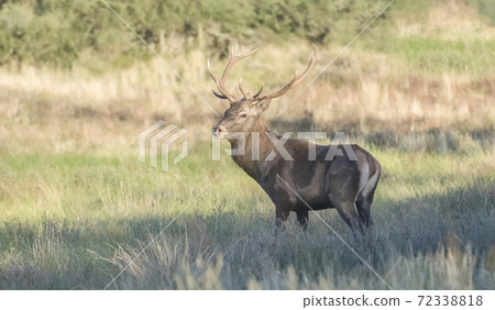 Red deer male, during rut, La Pampa, Argentina, Parque Luro Nature Reserve Red deer male, during rut, La Pampa, Argentina, Parque Luro Nature Reserve 72338818