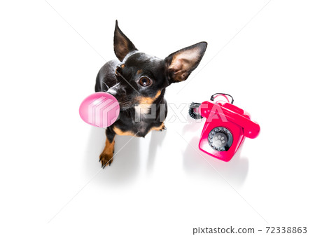 dog on the phone or telephone dog on the phone or telephone 72338863